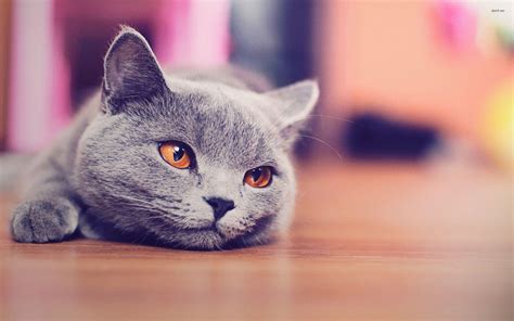 British Shorthair Wallpapers - Top Free British Shorthair Backgrounds