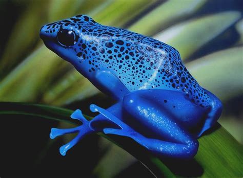 Dendrobates azureus | Blauer baumsteiger, Illustration, Frösche