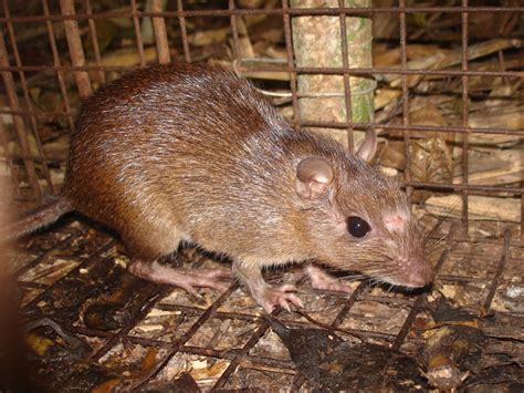 Family Spiny rats (Echimyidae) - Observation.org