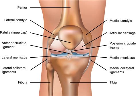 Matthew Boyle - Orthopaedic Surgeon - Knee Anatomy | Knee Ligaments | Knee Injuries