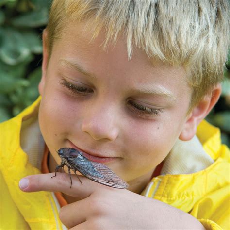 Cicada Season | Myths & Truths About the 17 Year Cicada