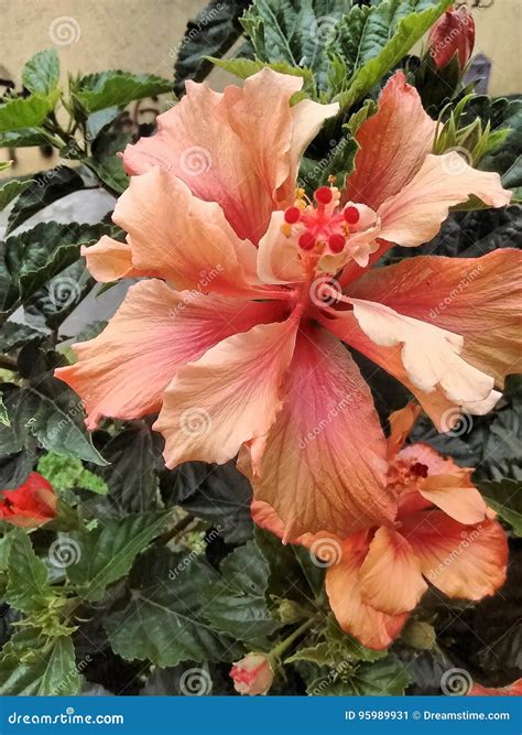 Garden Street Bogota Orange Orquidea Stock Image - Image of colombia