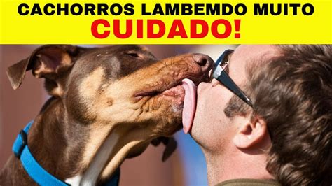 Pq Cachorro Lambe A Gente - Por que cachorro lambe tanto? Saiba por que o cachorro lambe as patas ...