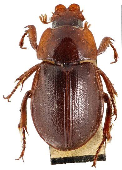 phaeochrous thomensis arrow   lectotype  labels du