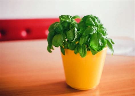 how to take care of a basil plant inside