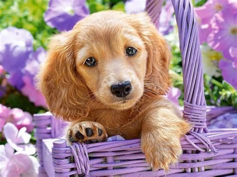 ТАЛИСМАН СЕМЬИ МОЛОДОЖЁНОВ | Cute puppies, Diy dog stuff, Puppies