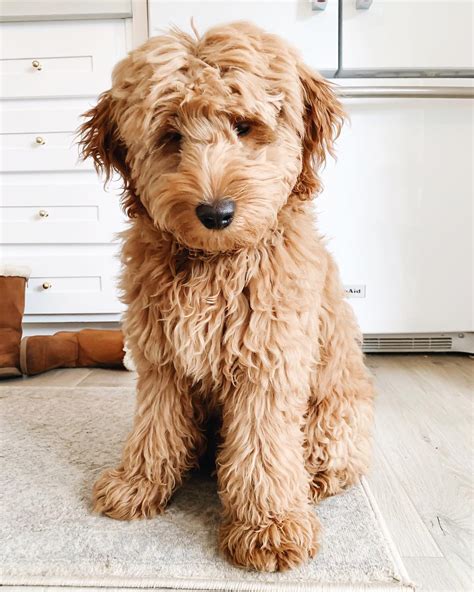 Types of Goldendoodle Colors