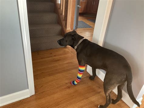 my dog got a sore on his paw, and the vet said we had to keep him from biting at it. he kept