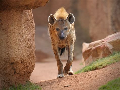 Hyena Animal In Gujarati 7