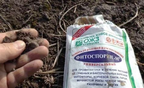 Клубника весной обработка от вредителей и болезней, препараты
