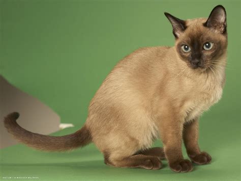 Тонкинская Кошка Фото – Telegraph