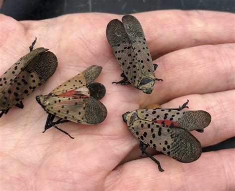 Spotted Lanternfly Sightings on Cruise Ships En Route to Bermuda – TNN