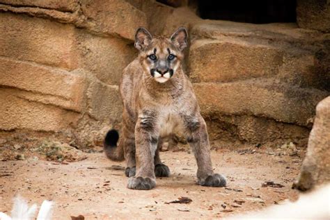 Photo timeline: University of Houston's live cougar mascots since 1947