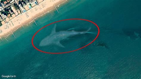 mysterious deep sea creatures spotted  google earth  youtube