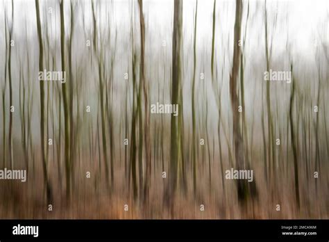 Silver Birches, artistic interpretation using intentional camera ...