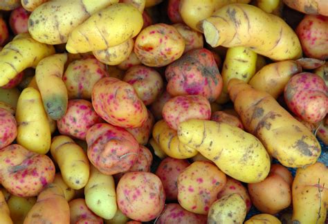 easy  grow tubers  home gardens
