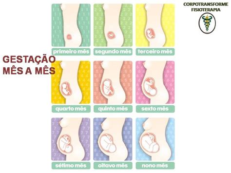 Qual O Primeiro Órgão Formado Na Gestação - Resultado de imagem para fases da gestação mes a mes | Meses de ...
