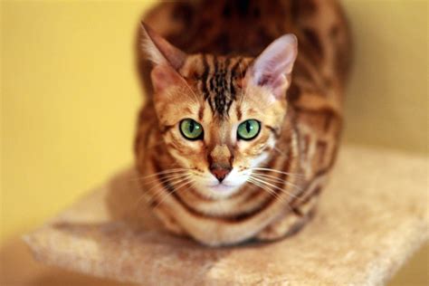 What Color Eyes Do Bengal Cats Have? | Bengal Cat Republic