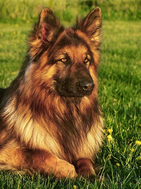 Long Haired German Shepherd Puppies