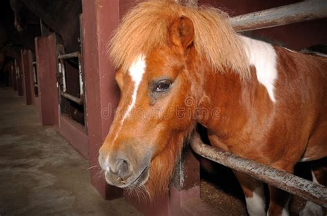 Beautiful brown horse stock photo. Image of perissodactyl - 21788860