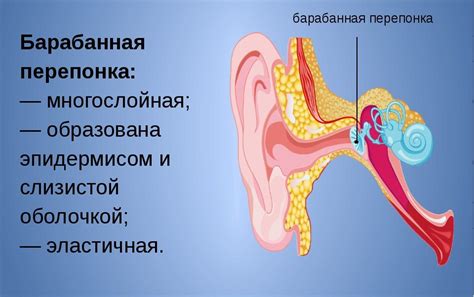 Барабанная перепонка: значение, строение и функции