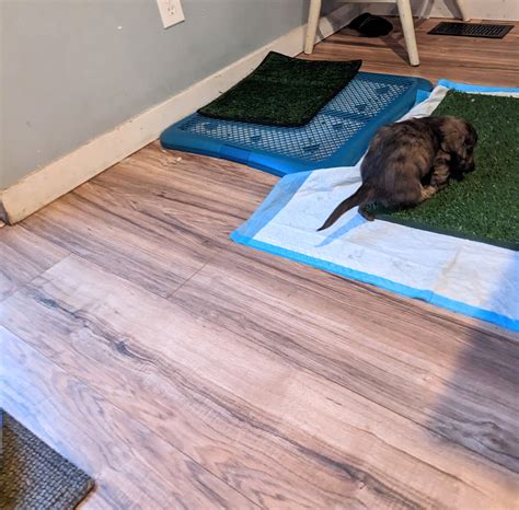 Puppy Training Guide - Your Essential Resource for New Puppy Parents — Sunflower Dachshunds
