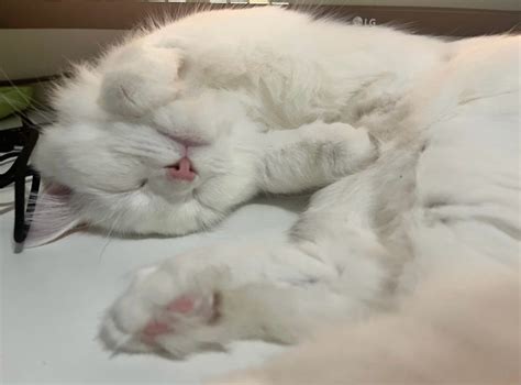 7 months only - pure white ragdoll | Cats & Kittens for Rehoming ...