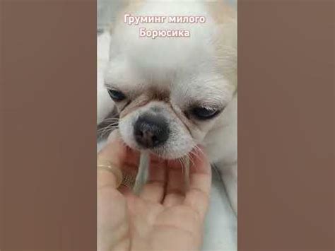 #Экспресс-линька для малыша Борюсика #грумингчихуахуа #чихуахуа # ...