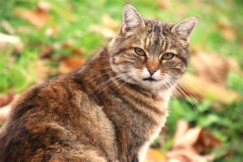 Torbie Cat: A Mix of Tortoiseshell and Tabby | PetMojo