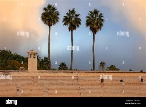 morocco marrakech  palm trees wall evening light medina  city
