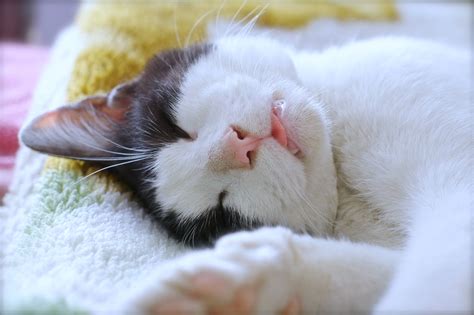 sleep, Cats, Pets, Funny, Lovely, Animales, Bed, My, Beautiful