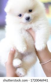 pupy dog   royalty  licensable stock  shutterstock