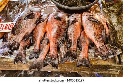 philippines fish maya maya local red stock photo  shutterstock