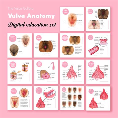 Vulva Anatomy Education Set • Digital • English Version • the Vulva