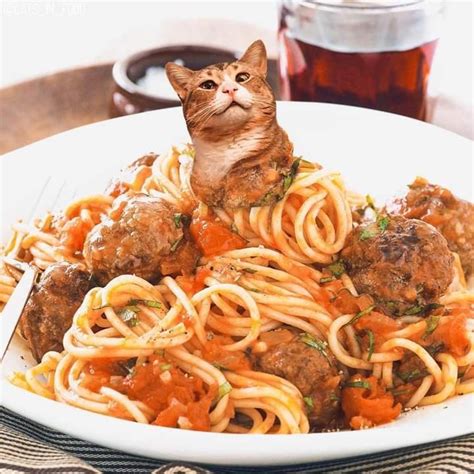 Cat eating spaghetti gif | Cat eating pasta gif, Cat food gif, Cats as food