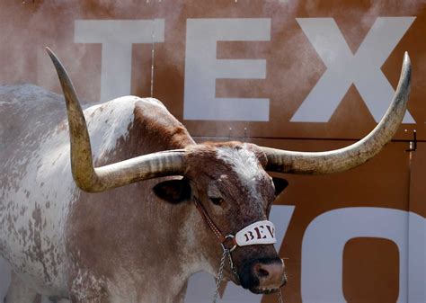 14 things to know about Bevo