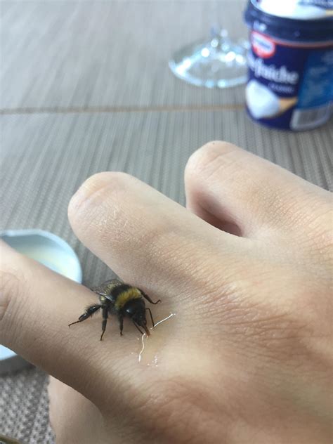 Today I saved a Bumblebee : r/aww
