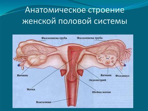 Физическая реабилитация при гинекологических заболеваниях - презентация ...
