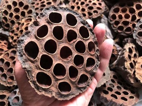 aquatic lotus seed heads pods  aquarium paludarium vivarium