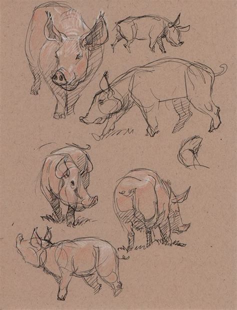 Pig Drawing Reference