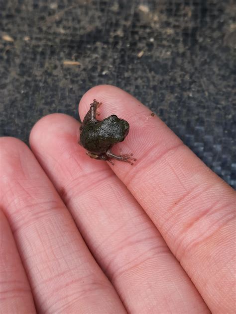 My first time seeing frogs stick around : r/frogs