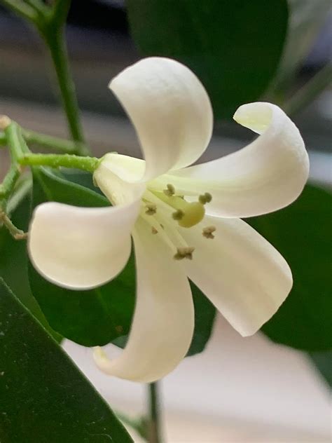 Муррая (Murraya paniculata) | Мегаполис и деревня