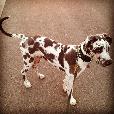 Brown Spotted Great Dane