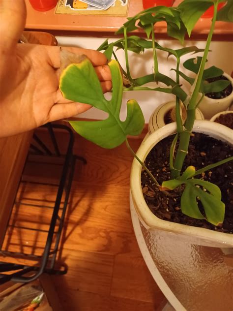 What's wrong with my raphidaphora tetrasperma? : r/gardening
