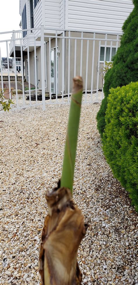 Hello Mugwump!: I'm Ready For My Close Up, Mr. DeMille