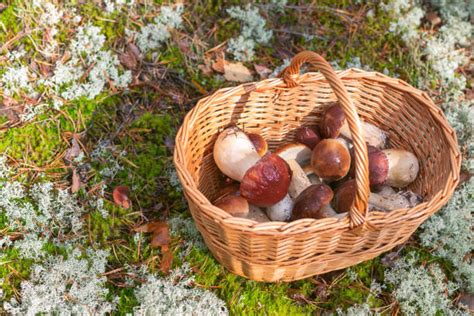 Cèpe Des Pins Banque d'images et photos libres de droit - iStock