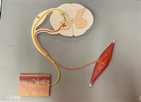 reflex model diagram quizlet