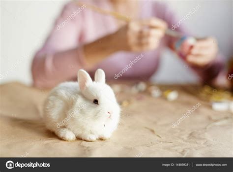 Small white fluffy animal Stock Photo by ©pressmaster 144859331