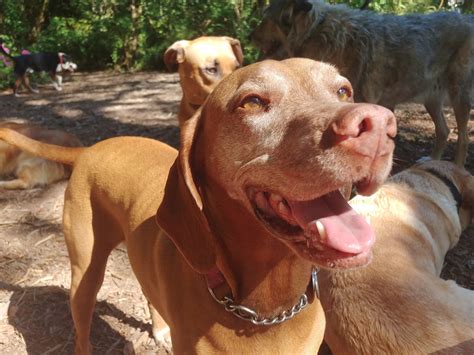 Gallery | Out on a Leash Pet Care