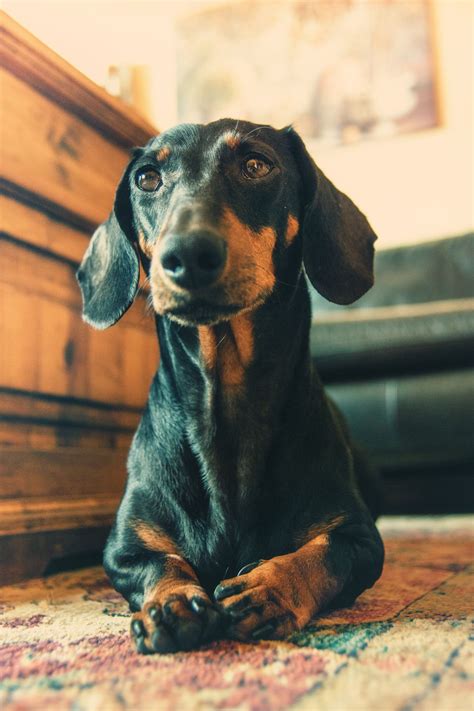 5 Reasons Your Dog Smells Bad -- And What You Can Do About It! | Dog